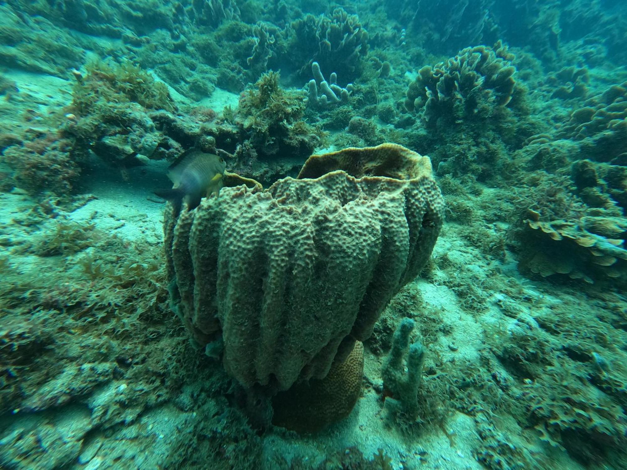 Hotel Bahia Aguacate Capurganá Zewnętrze zdjęcie